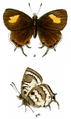 Biduanda cyara