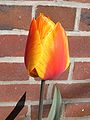 A variegated tulip