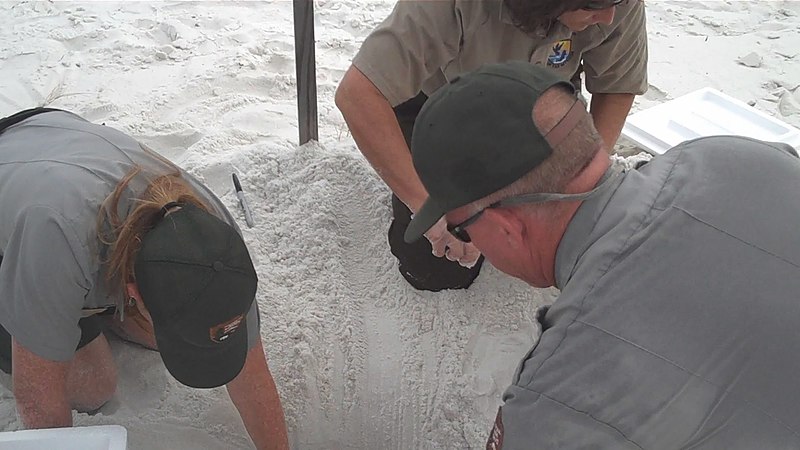 File:Biologists dig turtle eggs (4823815661).jpg