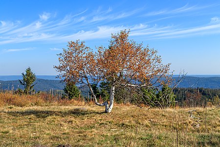 Birch Hornisgrinde Northern Black forest