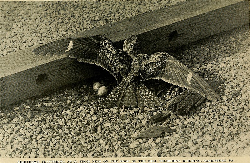 File:Bird lore (1918) (14754967392).jpg