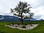 Pear tree on the Walserfeld