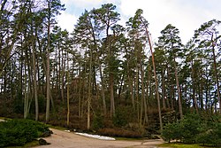 A stand of slender trees on a hillside.