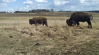 <span class="mw-page-title-main">Nachusa Grasslands</span> Restored prairie in Illinois