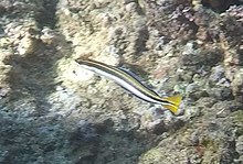 Kousání blenny.jpg