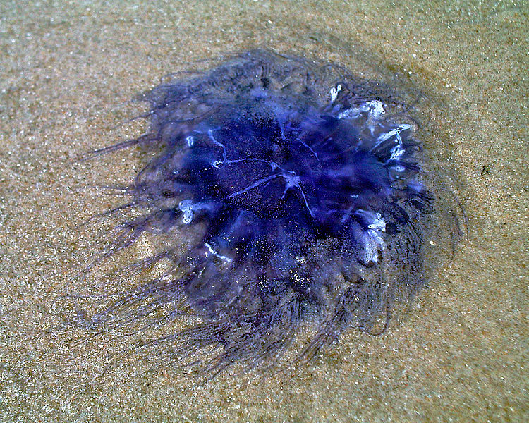 File:Blå brandmand (Cyanea lamarckii).jpg