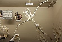 Skeleton of a black-browed albatross on display at the Museum of Osteology in Oklahoma City, Oklahoma, U.S. Black-browed Albatross skeleton.jpg