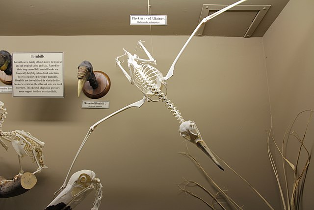 Skeleton of a black-browed albatross on display at the Museum of Osteology in Oklahoma City, Oklahoma, U.S.