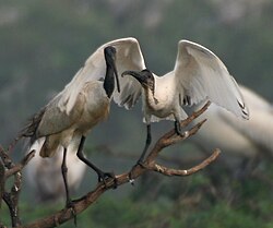 ಕಂಚಗಾರ ಕೊಕ್ಕರೆ