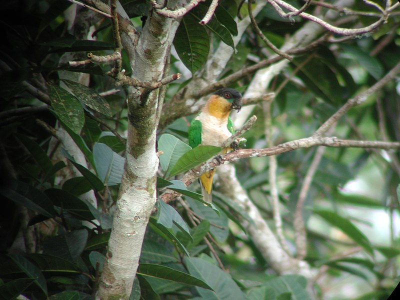 File:Black-headed Parrot, Sani Lodge canopy tower, Sucumbíos, Ecuador, July 12, 2004 (6897991533).jpg