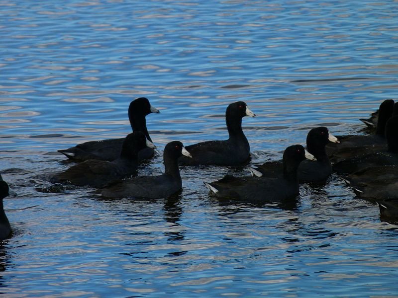 File:Black Point Wildlife Drive - Flickr - Rusty Clark (101).jpg