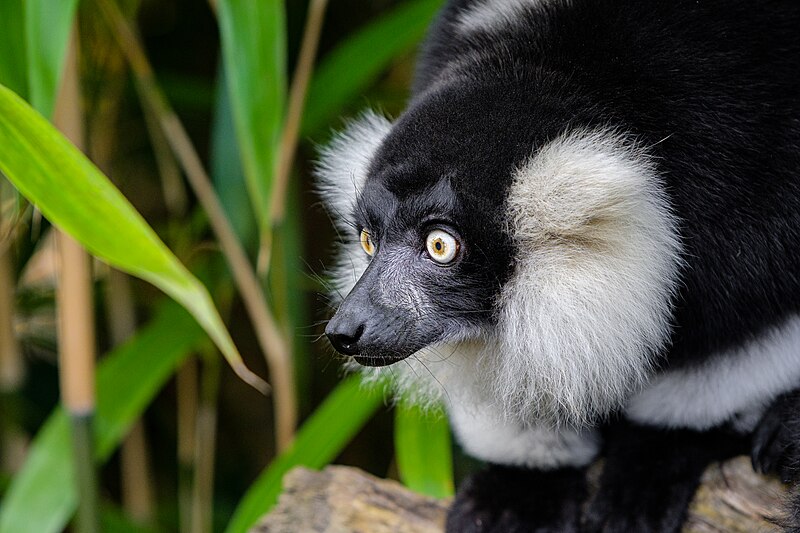 File:Black and white ruffed lemur - 51696532249.jpg