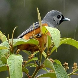 Монарх масковий (Monarcha melanopsis)