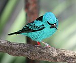 Blue Dacnis 001.jpg