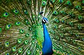Blue shouldered peacock from Kisak's Cinnamon Hill.jpg