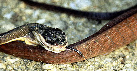 Boiga nigriceps