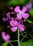 File:Bokeh photo of Lunaria.jpg (Broad-Leaved Willowherb)