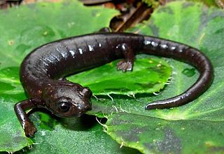 Peters climbing salamander species of amphibian