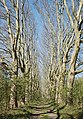 * Nomination The plane tree alley, in the park of the Château du Vert Bois, Bondues, France --Velvet 08:08, 14 May 2021 (UTC) * Promotion  Support Good quality. --Nefronus 20:28, 15 May 2021 (UTC)