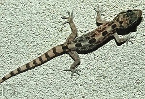 Bonn zoological bulletin - Hemidactylus angulatus.jpg