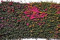 * Nomination Bougainvillea at a wall at Lanzarote --Llez 15:38, 3 March 2016 (UTC) * Promotion  Support Good quality.--Famberhorst 16:04, 3 March 2016 (UTC)