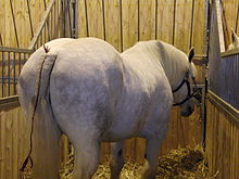 Vue arrière de trois-quart d'un cheval gris dans une stalle; sa queue est longue et tressée.