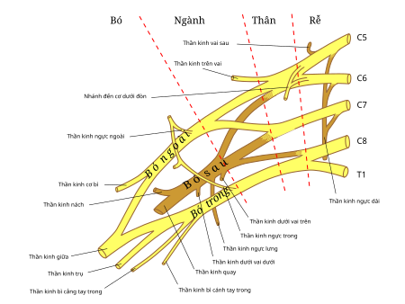 Thần_kinh_nách