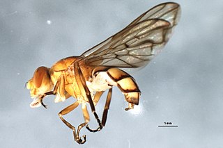 <i>Brachyopa notata</i> Species of fly