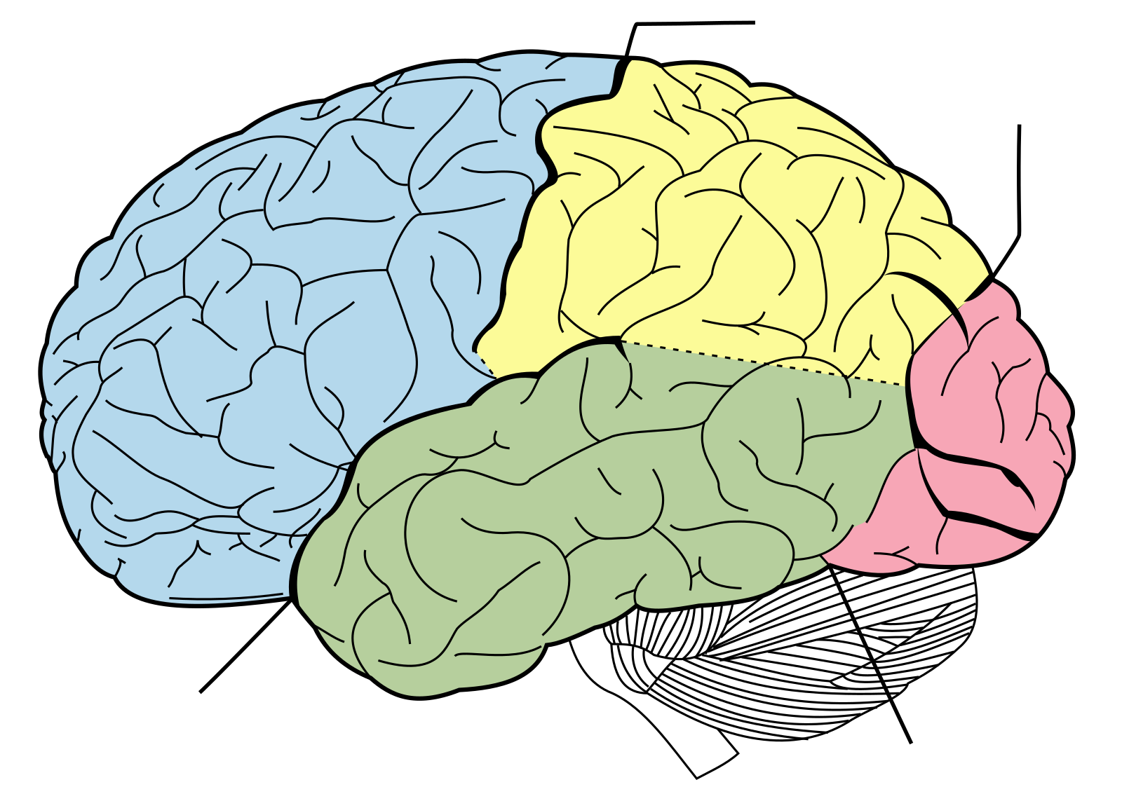 Полушария большого мозга соединены. Доли мозга. Полушария головного мозга.