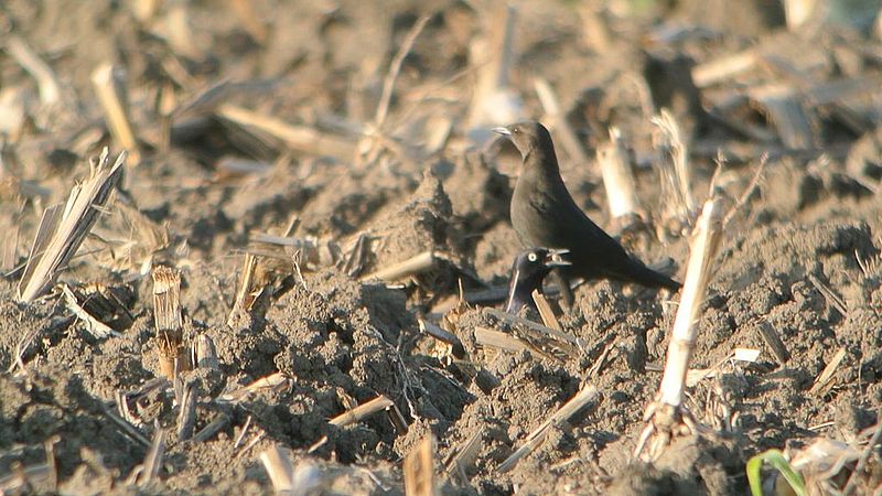 File:Brewer's Blackbird (8110910578).jpg