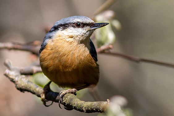 Eurasian nuthatch Photographer: Slezo