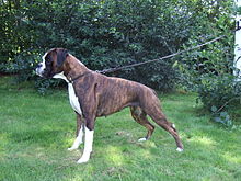 giant boxer dog