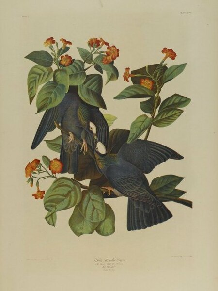 File:Brooklyn Museum - White-headed Pigeon - John J. Audubon.jpg