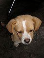 Brown-white mixed-breed puppy