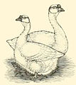 The Brown Chinese Goose