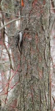 Brown Creeper (Certhia americana)