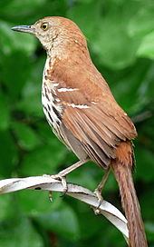 Brown Thrasher, Georgia's state bird