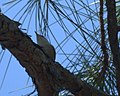 Thumbnail for File:Brown headed nuthatch (6947834056).jpg