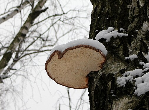 The porous underside of Fomes fomentarius on a birch in winter