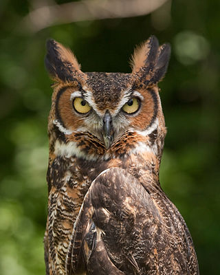 <span class="mw-page-title-main">Great horned owl</span> Species of owl
