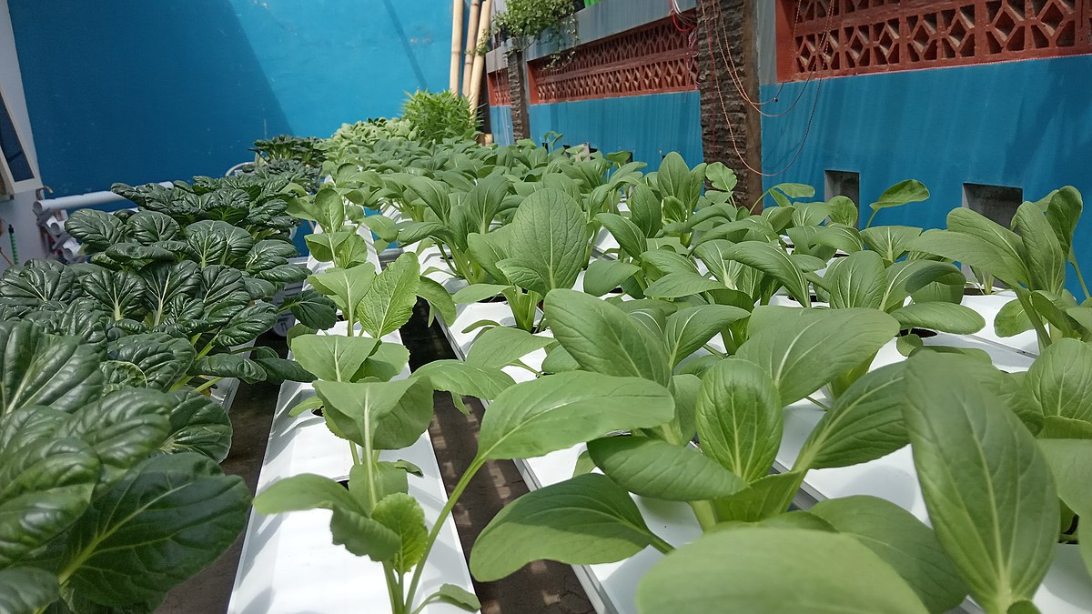 Berkas Budidaya Tanaman Sayur Secara Hidroponik  di Kebun 
