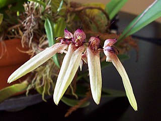 <i>Bulbophyllum <span style="font-style:normal;">sect.</span> Cirrhopetalum</i> Section of flowering plants