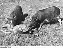 Bundesarchiv Bild 135-KB-17-019, Tibetexpedition, Fressende Hausschweine.jpg