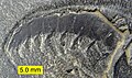 Anomalocaridid from the Walcott Quarry, Burgess Shale, Middle Cambrian, British Columbia, Canada.