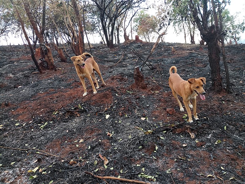 File:Bush fires.jpg