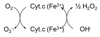 CCP-catalyzed redox cycle CCP-catalyzed redox cycle.png