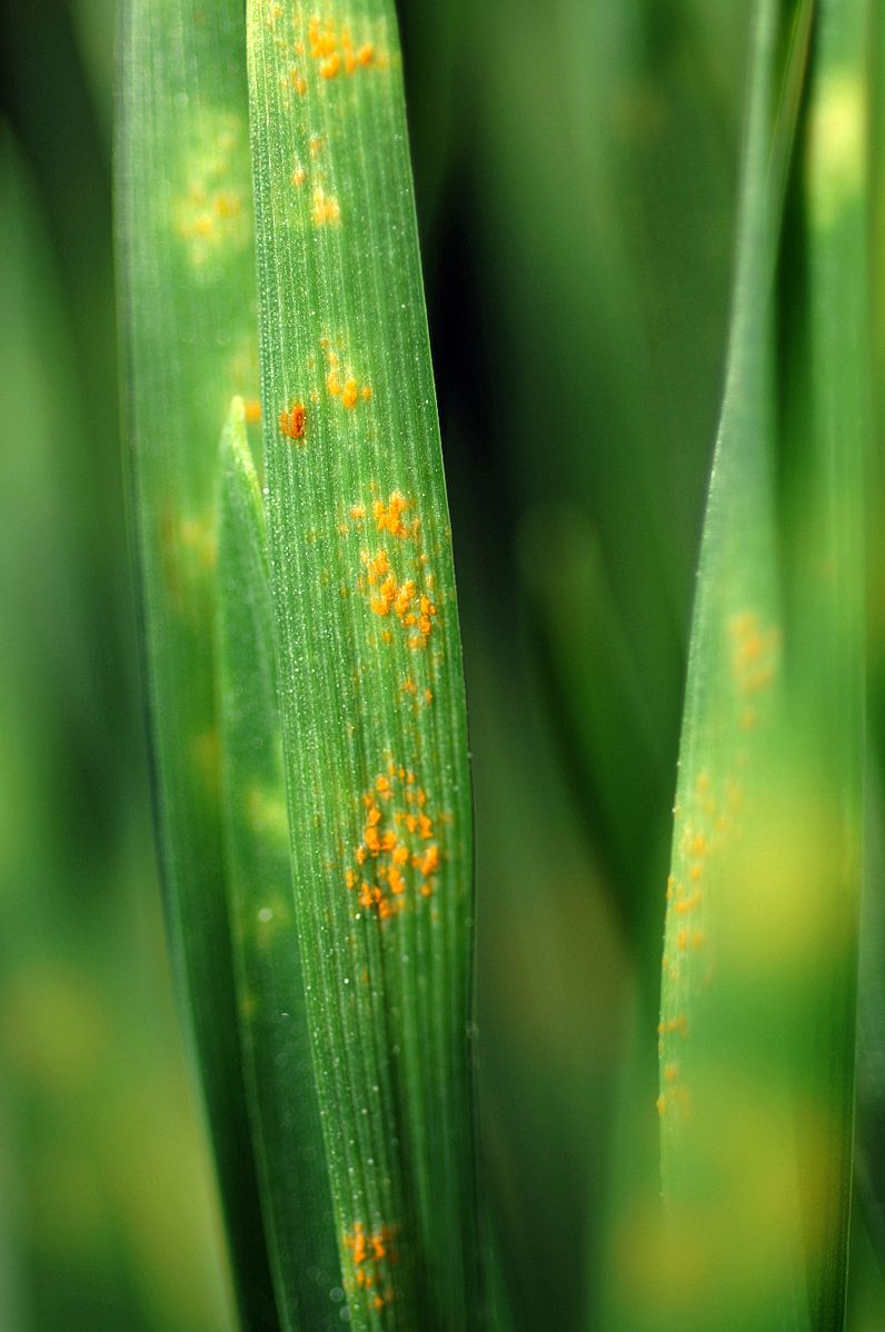 Yellow rust in wheat фото 24