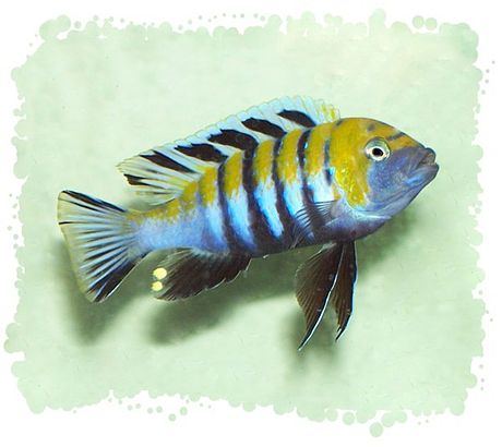 Cynotilapia