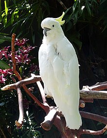 Cacatua galerita galerita - Цветочная оранжерея Блоделя, Парк Королевы Елизаветы - Ванкувер, Канада - DSC07540.JPG 