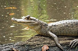 Caiman crocodilus. Spectacled Caiman (28288541767).jpg
